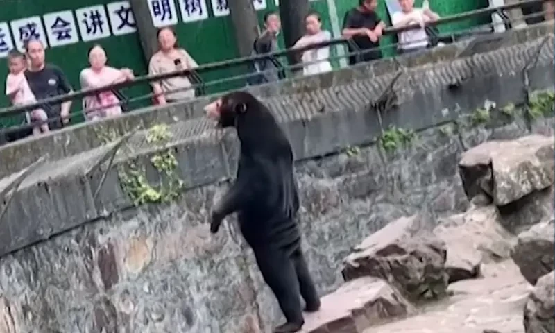 Chinese zoo refutes reports of its bears actually humans in costumes