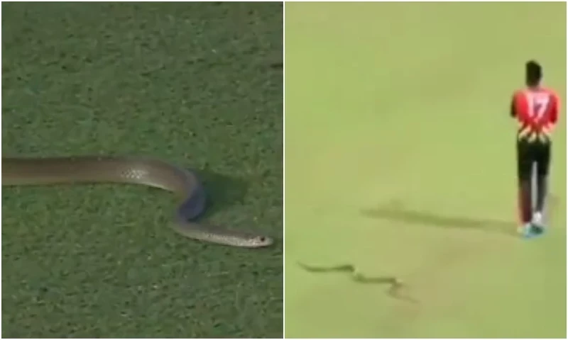 Sri Lanka&rsquo;s Isuru Udana encounters snake during LPL match