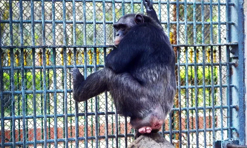 Chimpanzee dies of heart attack at Karachi Zoo
