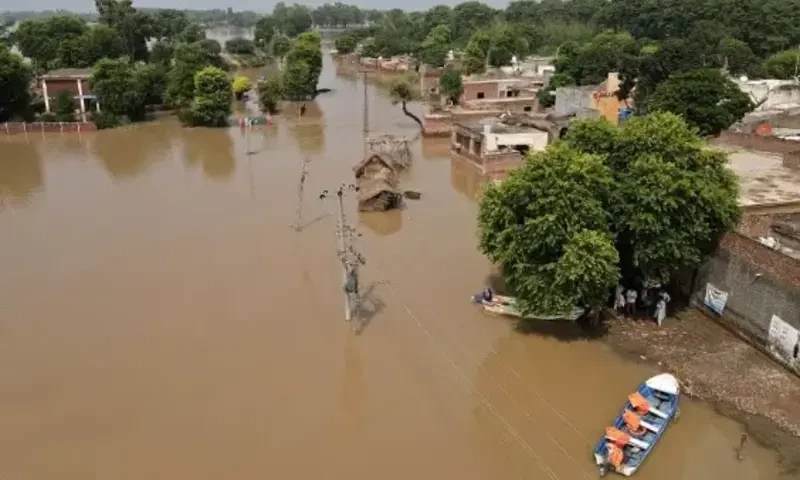 Venomous snakes prompt evacuation from flooded areas in Bahawalpur