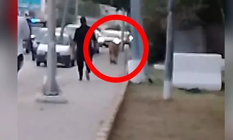 Lion appears on Shahrah-e-Faisal, attacks man