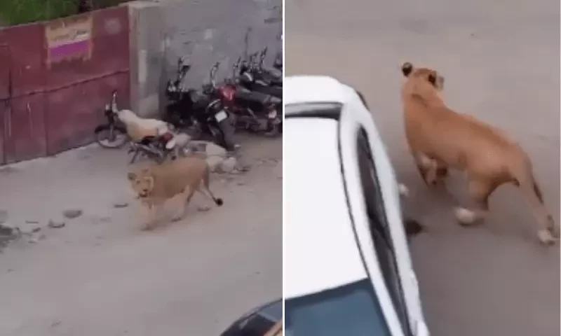 Wildlife dept books five after lion escaped from vehicle in Karachi