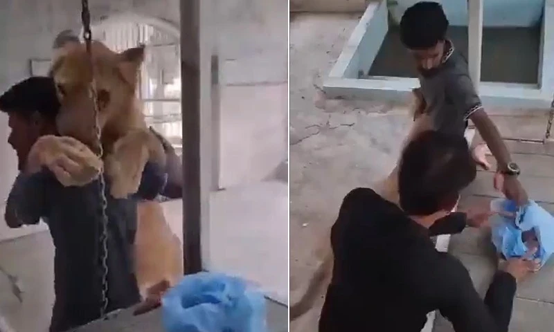 Karachi lion and owner reunite at Karachi Zoo