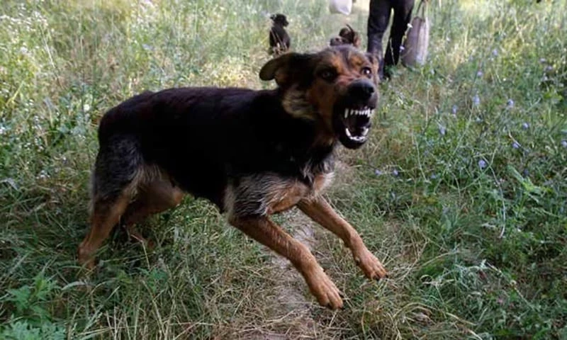 14-year-old boy dies of rabies after hiding dog bite from parents