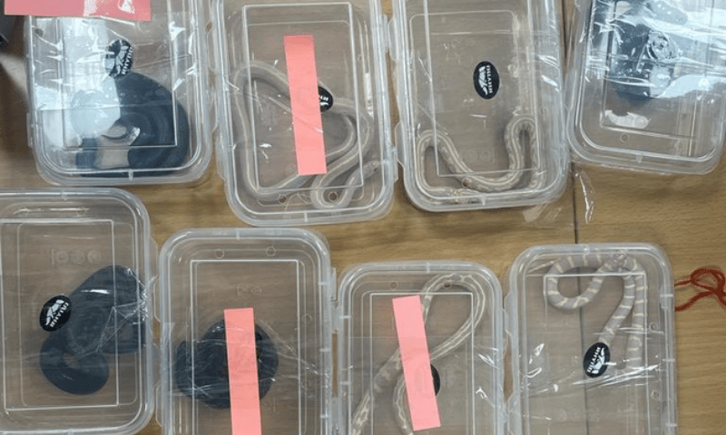 At least 70 Cobras, monkeys found air traveller&rsquo;s luggage