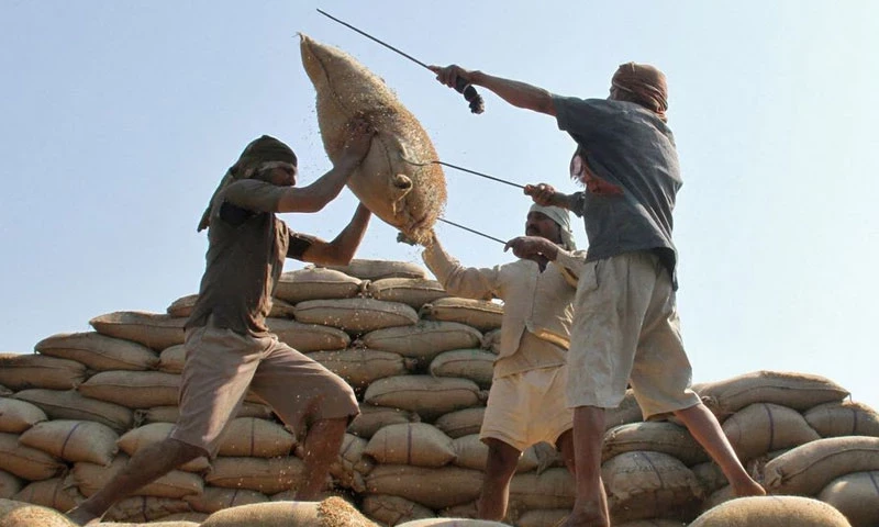 Global rice prices hit 15-year high after India curbs: FAO