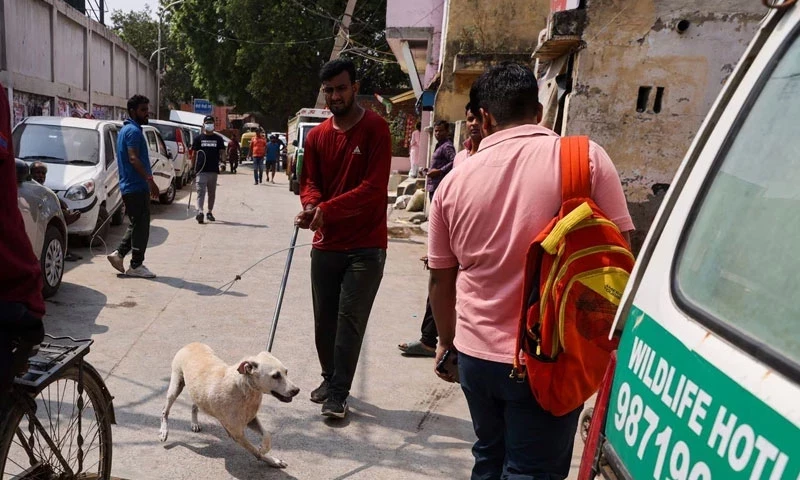 After slums and monkeys, Delhi removes stray dogs from streets as G20 nears
