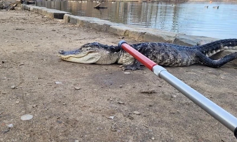 Authorities scramble after over 70 crocodiles escape lake