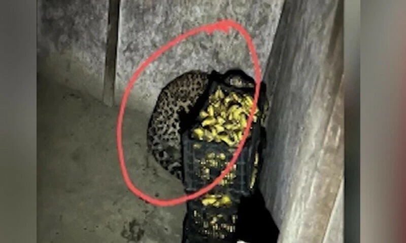 Leopard that injured two people in Parachinar market taken to Peshawar