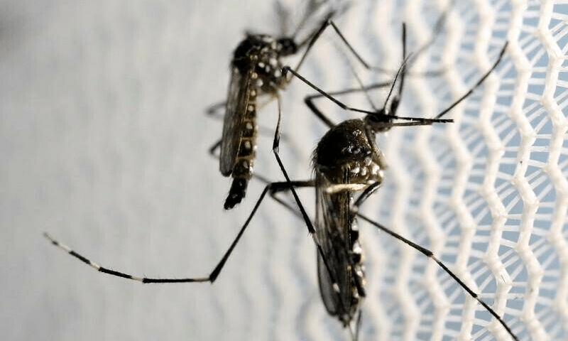 Bangladesh dengue deaths top 1,000 in worst outbreak on record