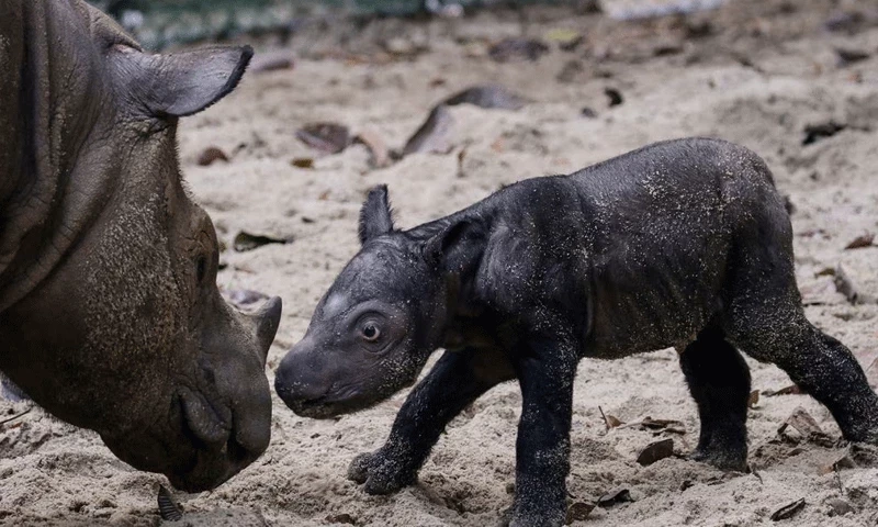 Endangered Sumatran rhino born in Indonesia