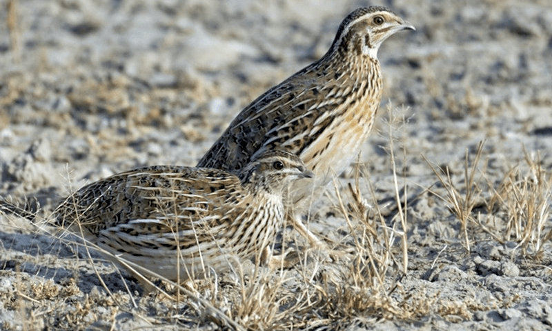 Punjab&rsquo;s hunters lay down snares to catch migrant birds