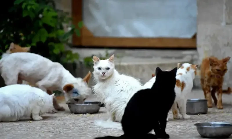 150 cats found left for dead in UAE desert: campaigners