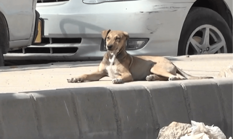 Over 100 of dog-bite cases reported in Karachi