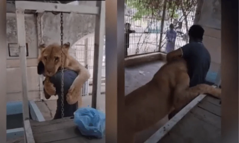 Court orders confiscation of Karachi lion, slaps fine on owner
