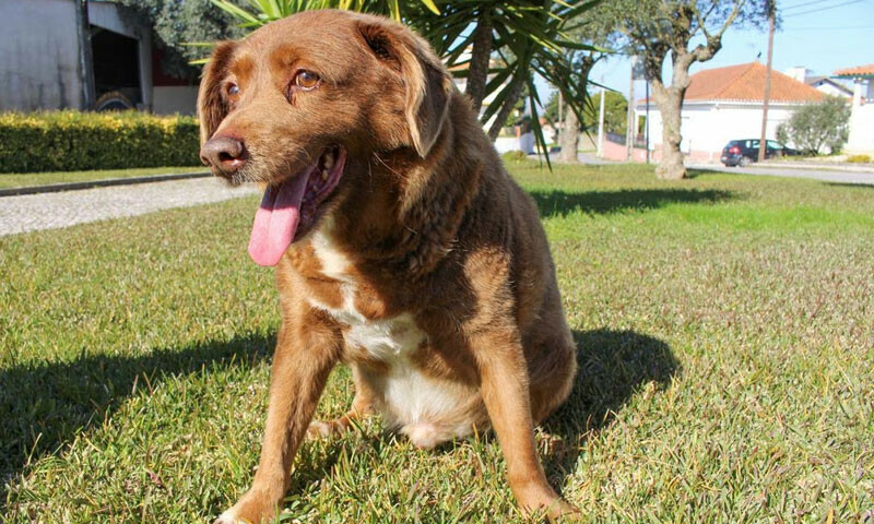 Bobi, world&rsquo;s oldest dog, dies in Portugal aged 31