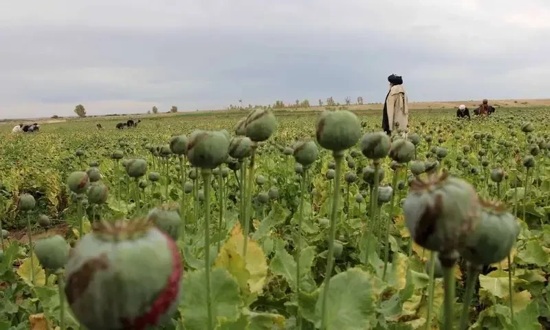 Afghanistan opium poppy supply plummets 95% after Taliban ban, says UN