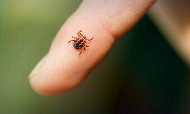 Balochistan: Surge in congo virus cases prompts govt to declare health emergency