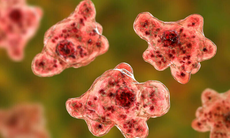 &lsquo;Brain-eating amoeba&rsquo; claims another life in Karachi, toll rises to 11
