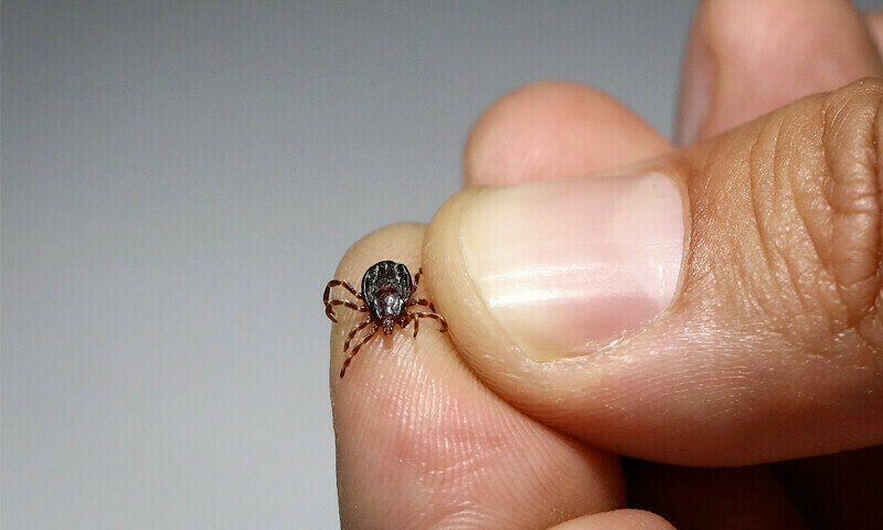 How does Congo virus spread and how to prevent an infection?