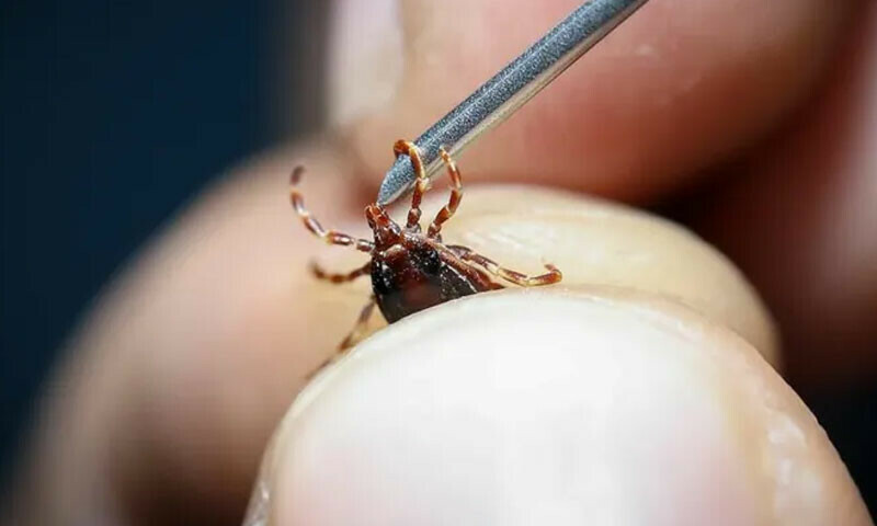 Tick-borne disease claims another life in Karachi