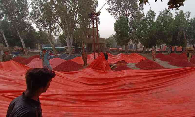 Asia&rsquo;s largest spice market faces severe setback amid rainfall