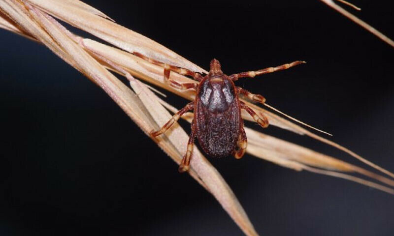 Another Congo fever patient dies in Karachi