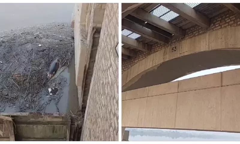 Rare Indus River blind dolphin dies at Sukkur Barrage