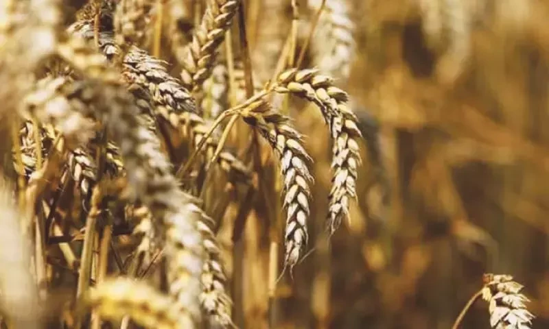 Pakistan tenders to buy 110,000 metric tons wheat: traders
