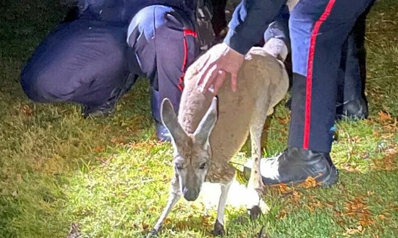 Escaped kangaroo captured after punching Canadian officer