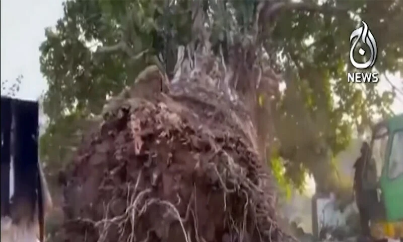 Kalabagh youth saves 100-year old tree from being chopped down