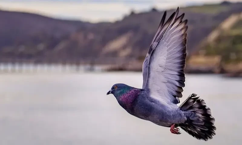 Cab driver arrested for killing pigeon in Japan