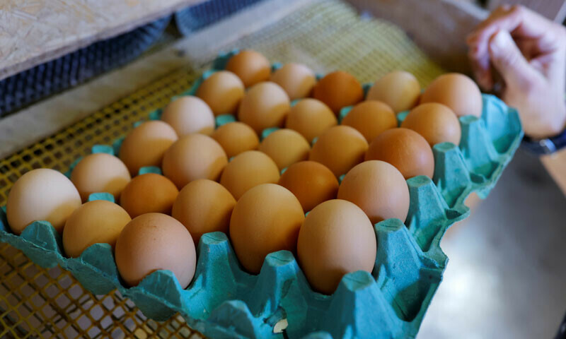 Egg prices soar to highest level