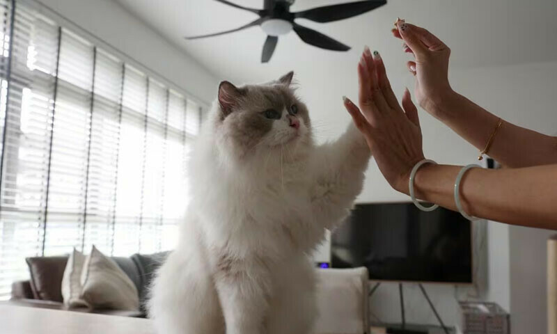 Country where law prohibits to have cat in the house
