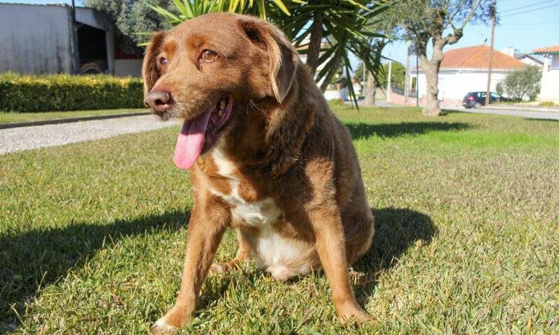 Guinness World Records reviews evidence related to &lsquo;world&rsquo;s oldest dog&rsquo; title