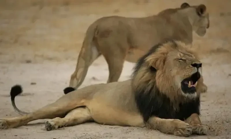 Hindu nationalists move court in India against &lsquo;Akbar the lion&rsquo;, &lsquo;Sita the lioness&rsquo;