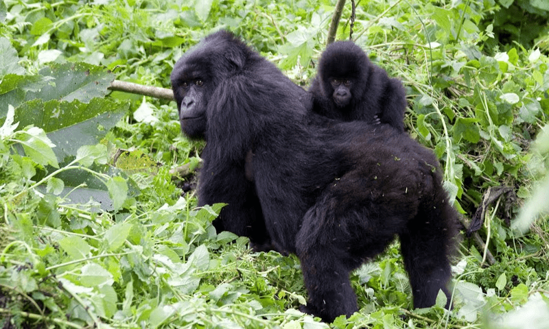 The evolutionary reason why humans don&rsquo;t have a tail