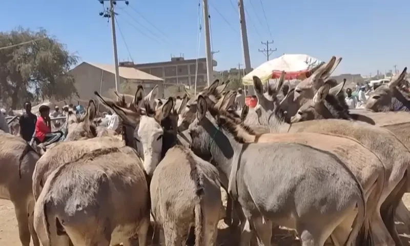 Donkeys in demand after soaring fuel prices