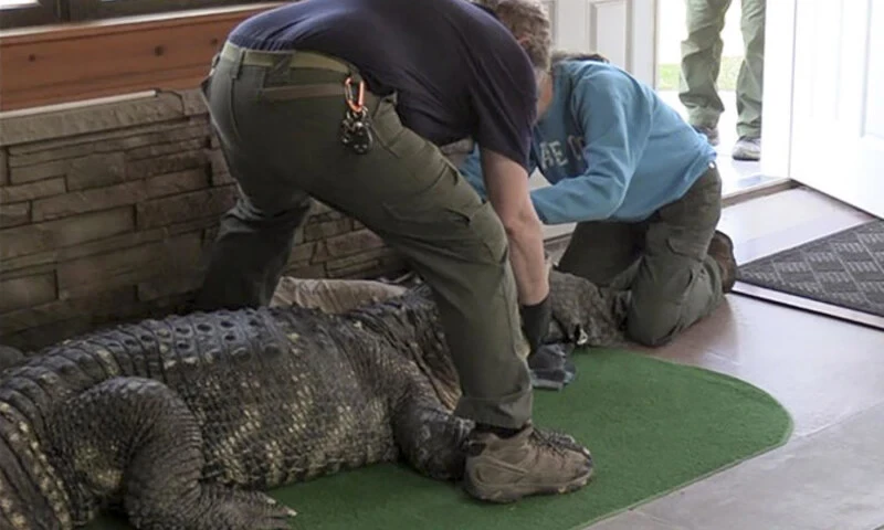 Authorities catch a sick alligator from New York home