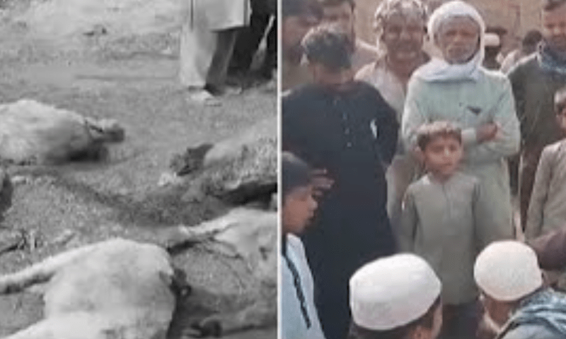 Multan villagers despair as wolves devour 15 cattle overnight