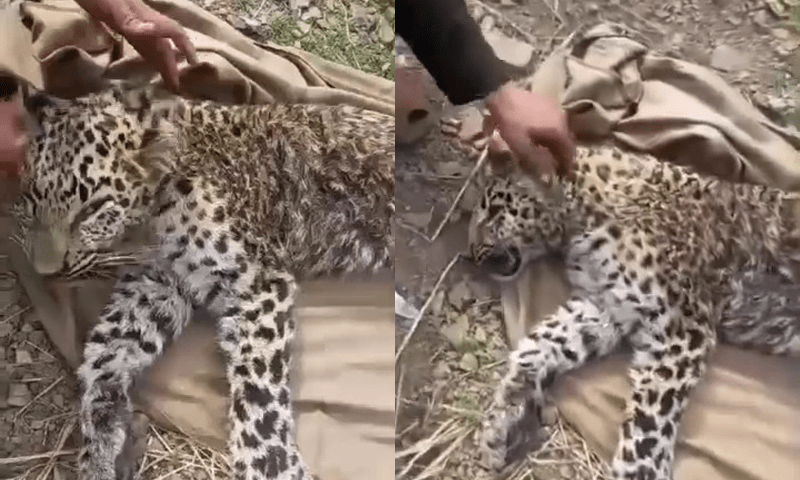 Poachers fined for killing rare leopard in Nowshera