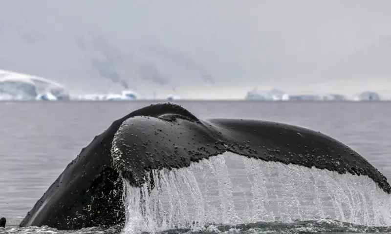New Zealand&rsquo;s Maori King calls for whales to be given personhood