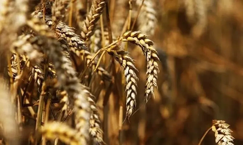 No delay in wheat procurement target decision, clarifies finance ministry