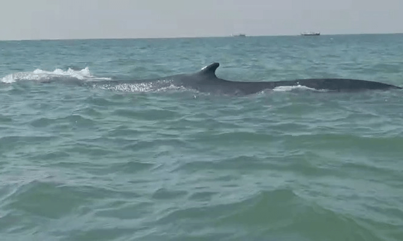 Locals left awed after whale sighted in Balochistan