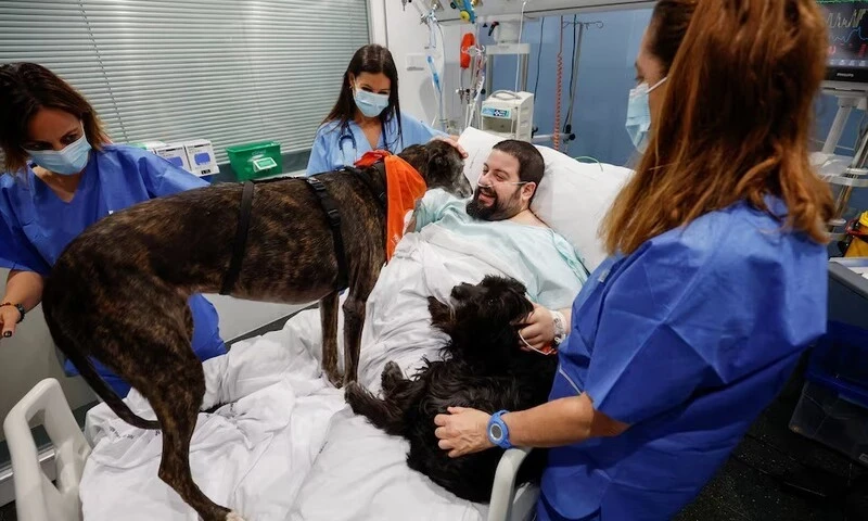 Spanish hospital enlists therapy dogs to boost ICU patients&rsquo; morale