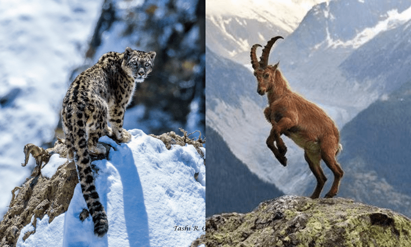 The animals that are found only in Pakistan and nowhere else