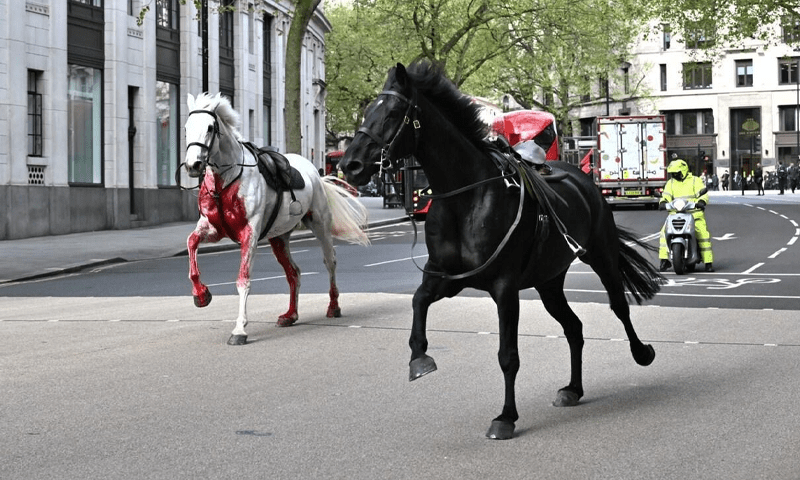 Military horses run amok in central London and injure four people