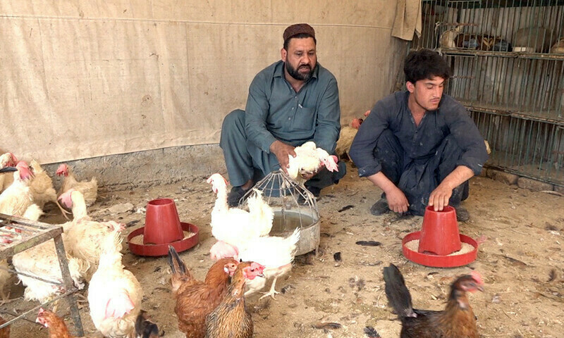 Lack of profits forcing decline for poultry industry in KP