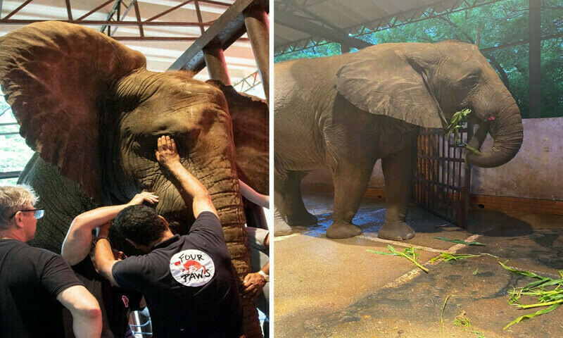 Karachi&rsquo;s Madhubala ready to be moved to new home