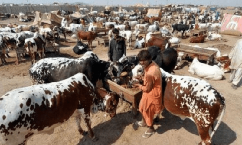 Karachi&rsquo;s Eid-ul Adha 2024 cattle market locations and dates announced